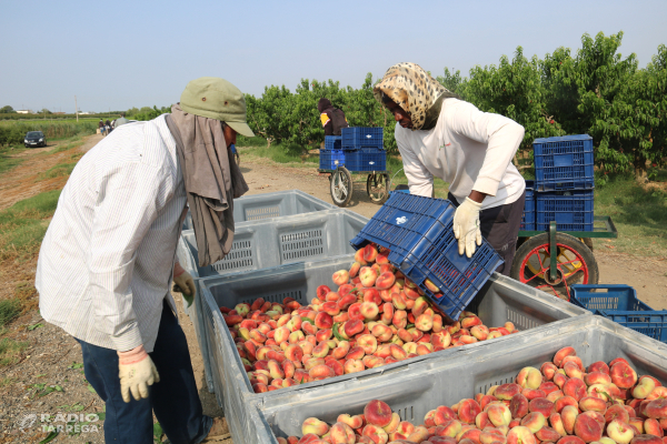 Ponent encara el gruix de la campanya de la fruita amb més de 700 places d'allotjament per a temporers que busquen feina