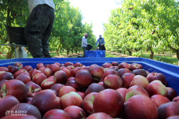 Produir un quilo de fruita de pinyol a Catalunya costa enguany 0,585 euros