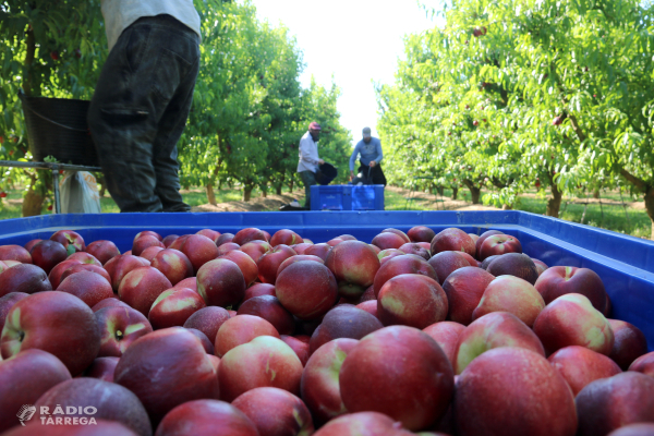 Produir un quilo de fruita de pinyol a Catalunya costa enguany 0,585 euros