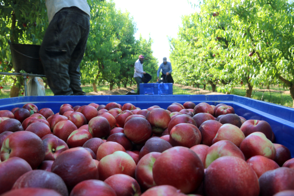 Produir un quilo de fruita de pinyol a Catalunya costa enguany 0,585 euros