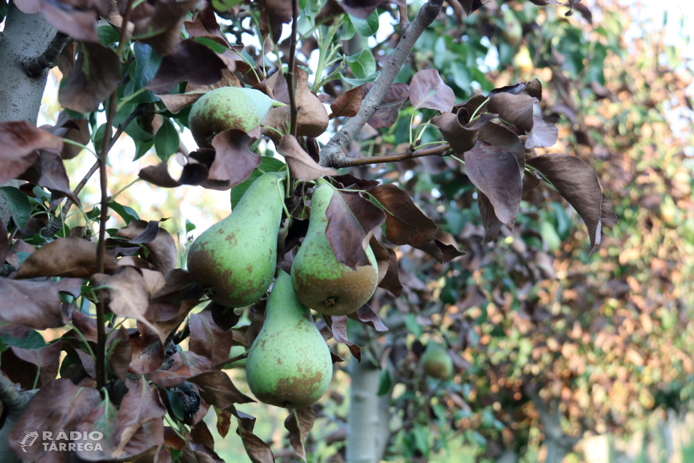 Unió de Pagesos alerta d’una temporada de fruita dolça marcada per calibres més petits a causa de les calorades i per uns costos de producció més elevats