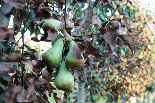 Unió de Pagesos alerta d’una temporada de fruita dolça marcada per calibres més petits a causa de les calorades i per uns costos de producció més elevats
