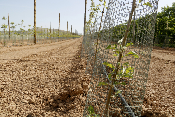 El conseller d'Agricultura, Òscar Ordeig, defensa les mesures per reduir la sobrepoblació de conills als camps i obre la porta a "augmentar-les, si cal"