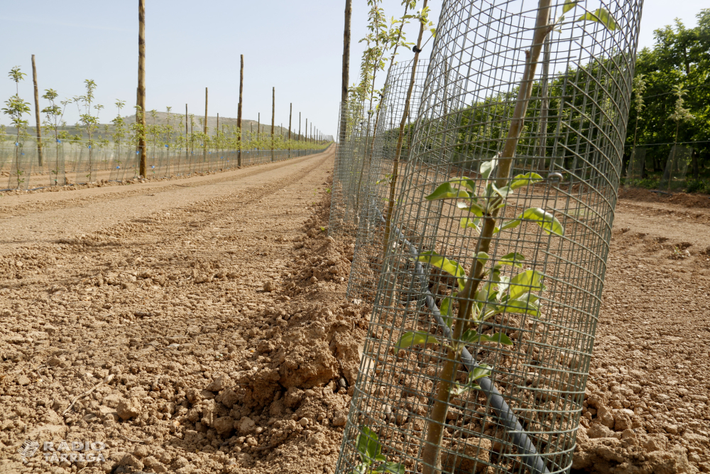 El conseller d'Agricultura, Òscar Ordeig, defensa les mesures per reduir la sobrepoblació de conills als camps i obre la porta a "augmentar-les, si cal"