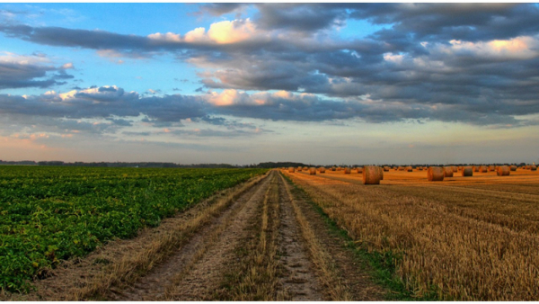Agricultura destina 20 milions d'euros als ajuts del Pla d'assegurances agràries 2026