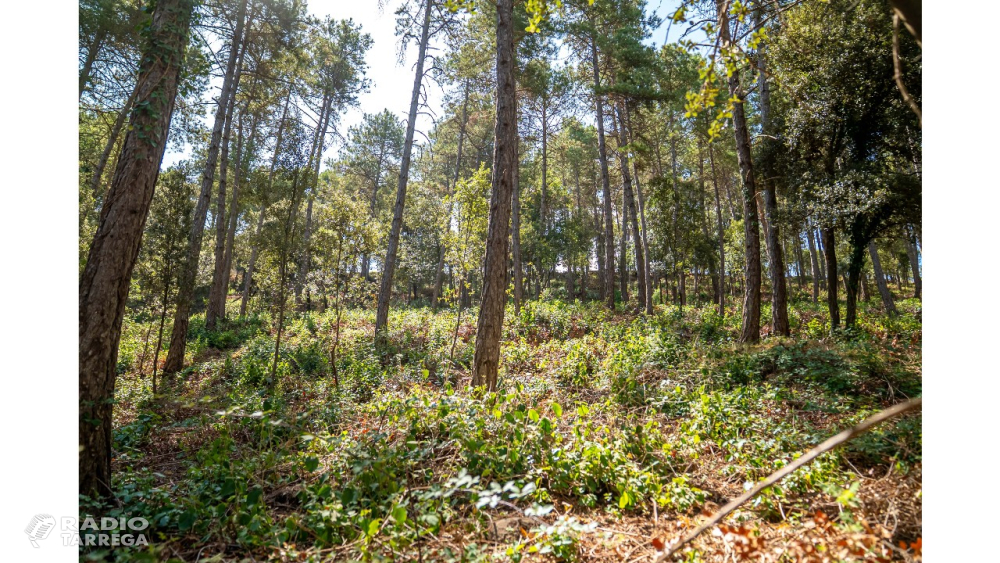 Publicada la nova convocatòria del Govern de 15 milions per crear i mantenir franges de protecció contra incendis forestals