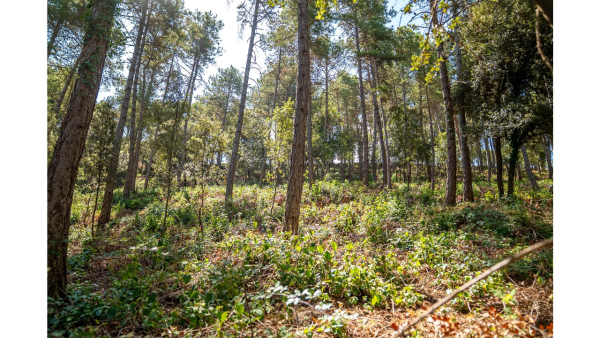 Publicada la nova convocatòria del Govern de 15 milions per crear i mantenir franges de protecció contra incendis forestals