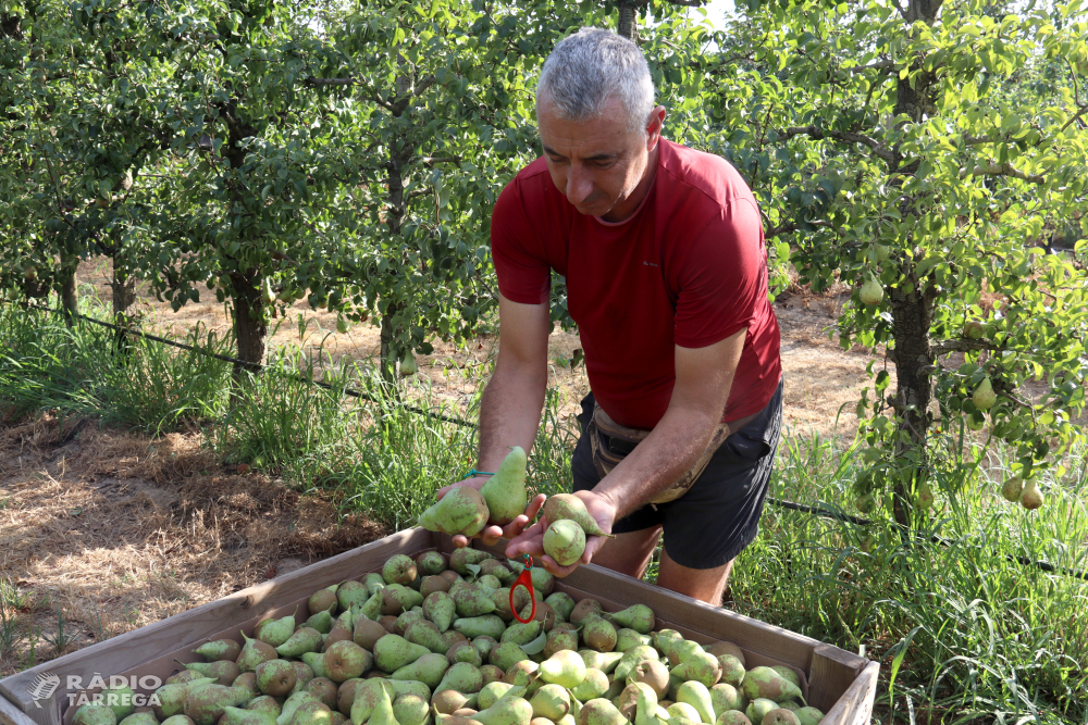 Comença la collita de la pera conference a Ponent amb finques on la calor provoca pèrdues de fins al 80%