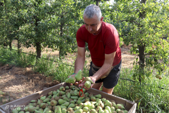Comença la collita de la pera conference a Ponent amb finques on la calor provoca pèrdues de fins al 80%