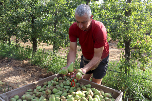 Comença la collita de la pera conference a Ponent amb finques on la calor provoca pèrdues de fins al 80%