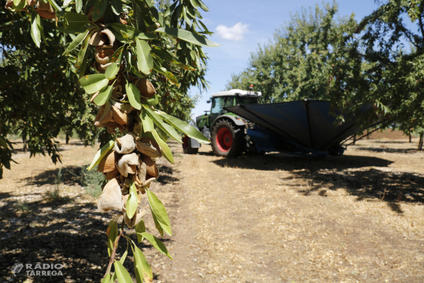 La collita d'ametlla s'avança per la calor i els productors preveuen mantenir bons rendiments