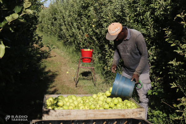 La calor avança gairebé una setmana l'inici de la collita de la poma Golden a Ponent