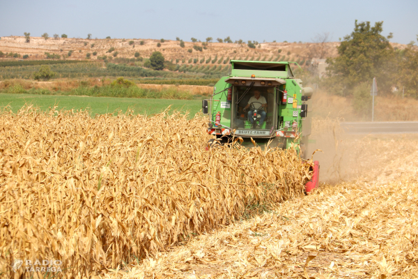 La collita de panís a Ponent s'avança 15 dies per la calor i la plaga de l'aranya roja amb uns rendiments "desastrosos"