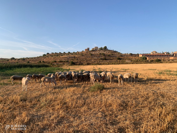 L’Espai Test Agroramader de Sant Martí de Riucorb incorpora els seus dos primers participants