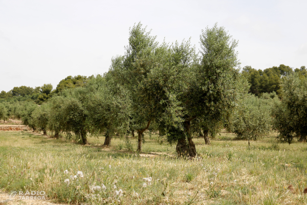 La FCAC preveu que la collita d’oli d’oliva sigui d’unes 25.500 tones, un 35% menys que la campanya passada