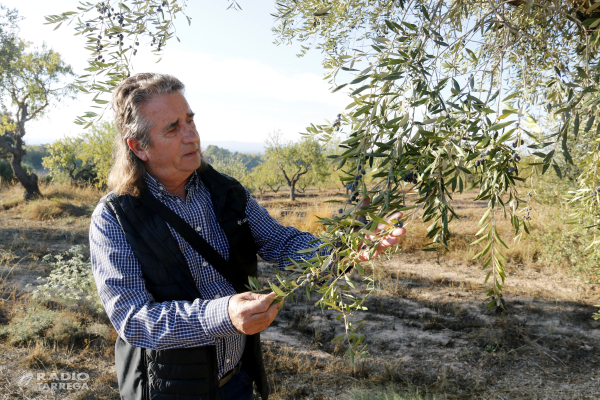 La DOP Les Garrigues preveu produir uns 4 milions de quilos d'oli d'oliva, la meitat del previst per la falta de pluges