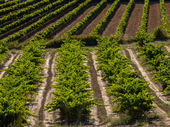 ZONA SUD  : EL RIU CORB, TERRA DE VINS I OLI