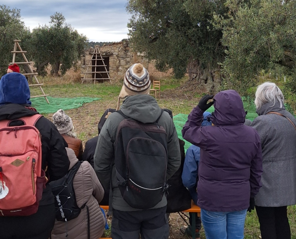 l'Urgell, terra d'oliveres