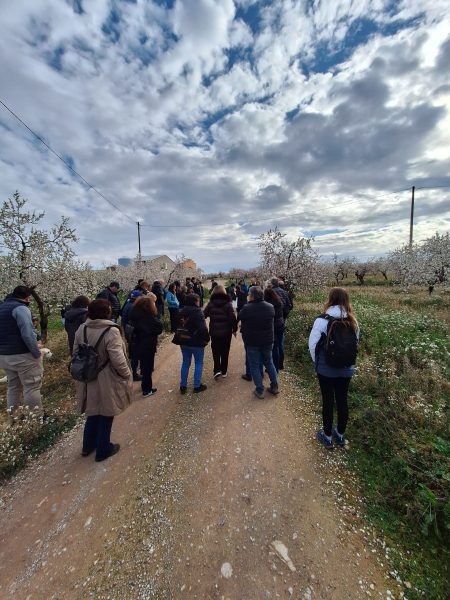 Èxit de l'Urgell, un passeig entre ametllers i cellers