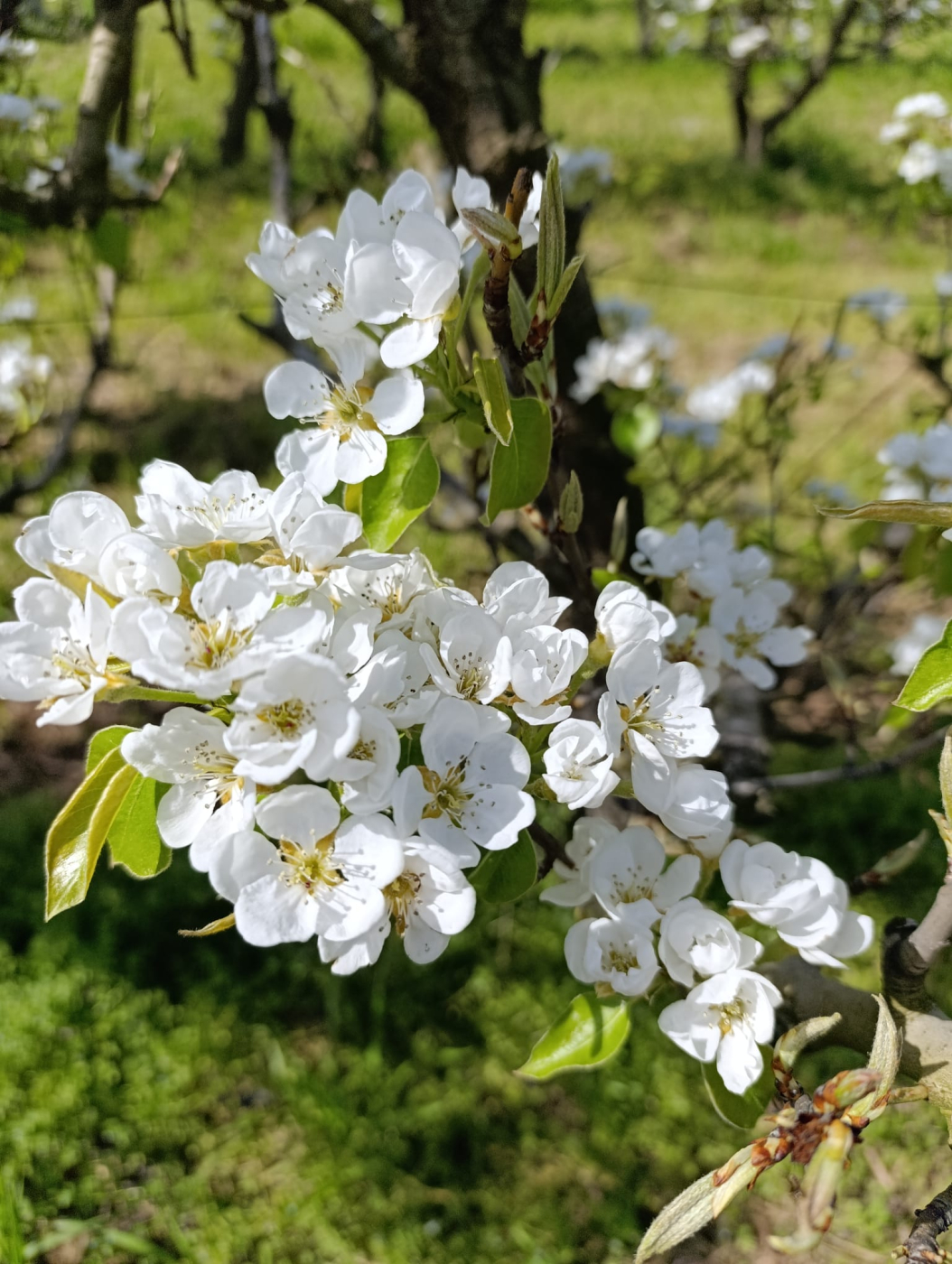 Participa al Concurs de fotos de la floració dels fruiters a l'Urgell