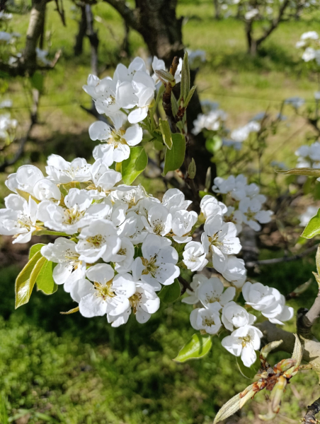 Participa al Concurs de fotos de la floració dels fruiters a l'Urgell