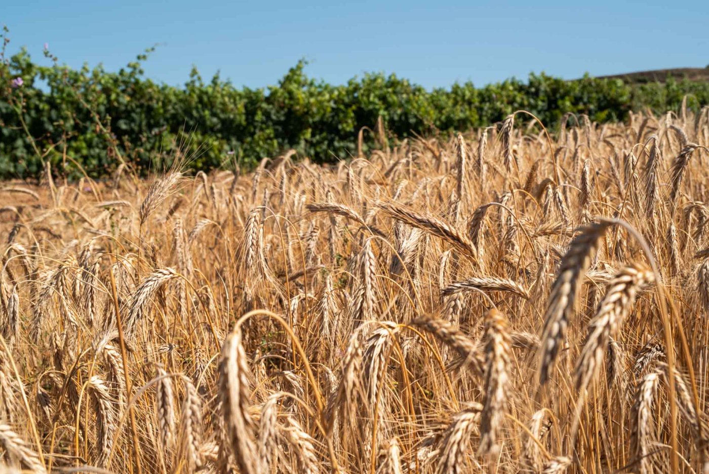 Turisme Urgell presenta un nou vídeo dels Paisatges de cereals de la comarca