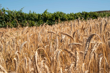 Turisme Urgell  presenta un nou vídeo dels Paisatges de cereals de la comarca