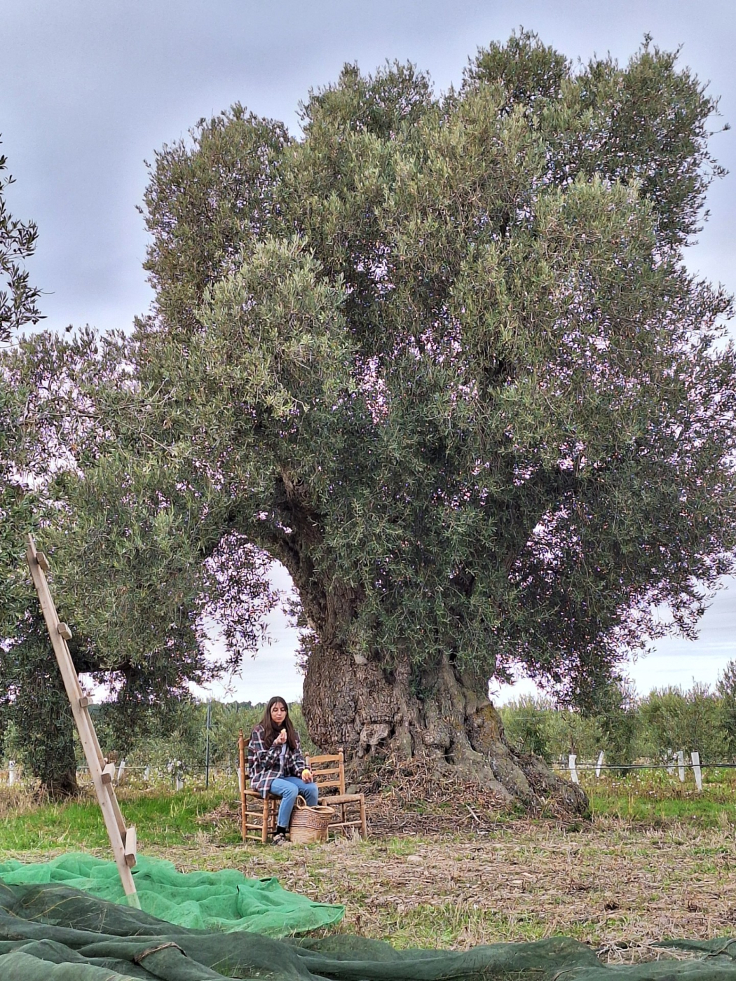 Èxit de públic de l'activitat L'Urgell, terra d'oliveres , el diumenge 23 a Sant Martí de Riucorb