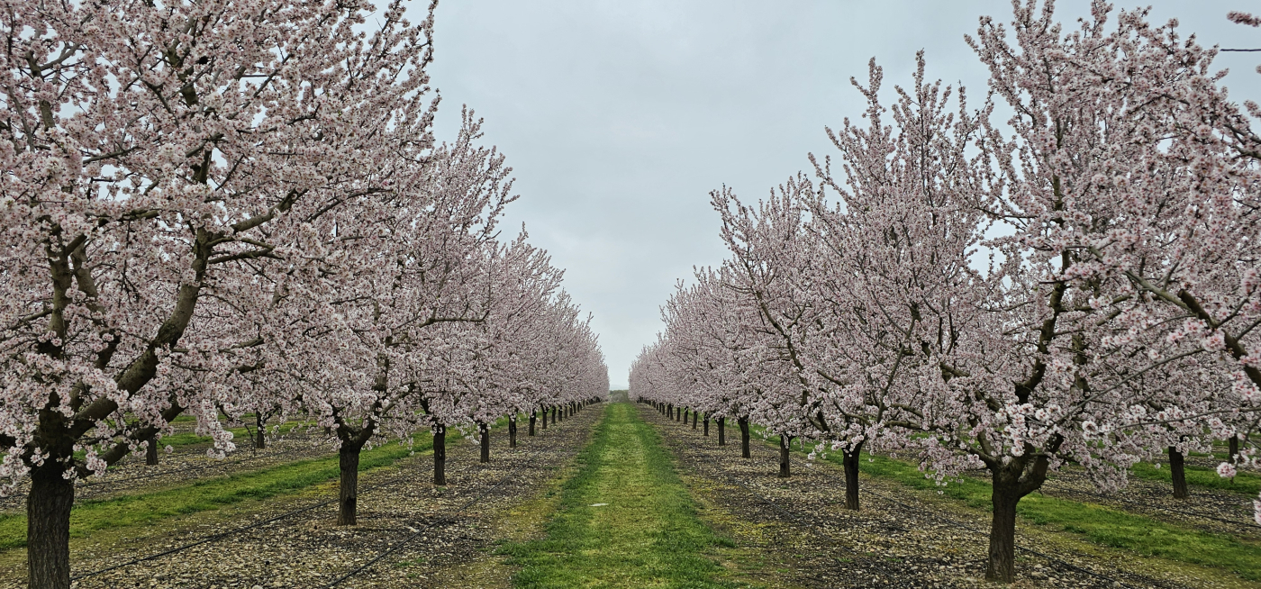 Comença L'Urgell, un passeig entre ametllers