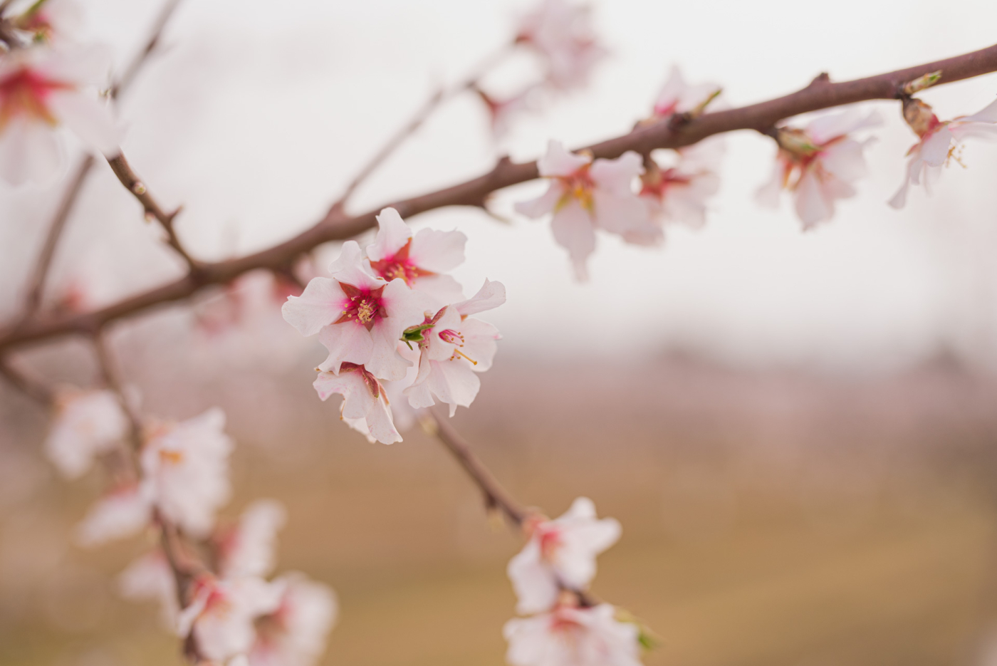Concurs de fotos de la floració dels ametllers de l'Urgell, fins el 18  de març