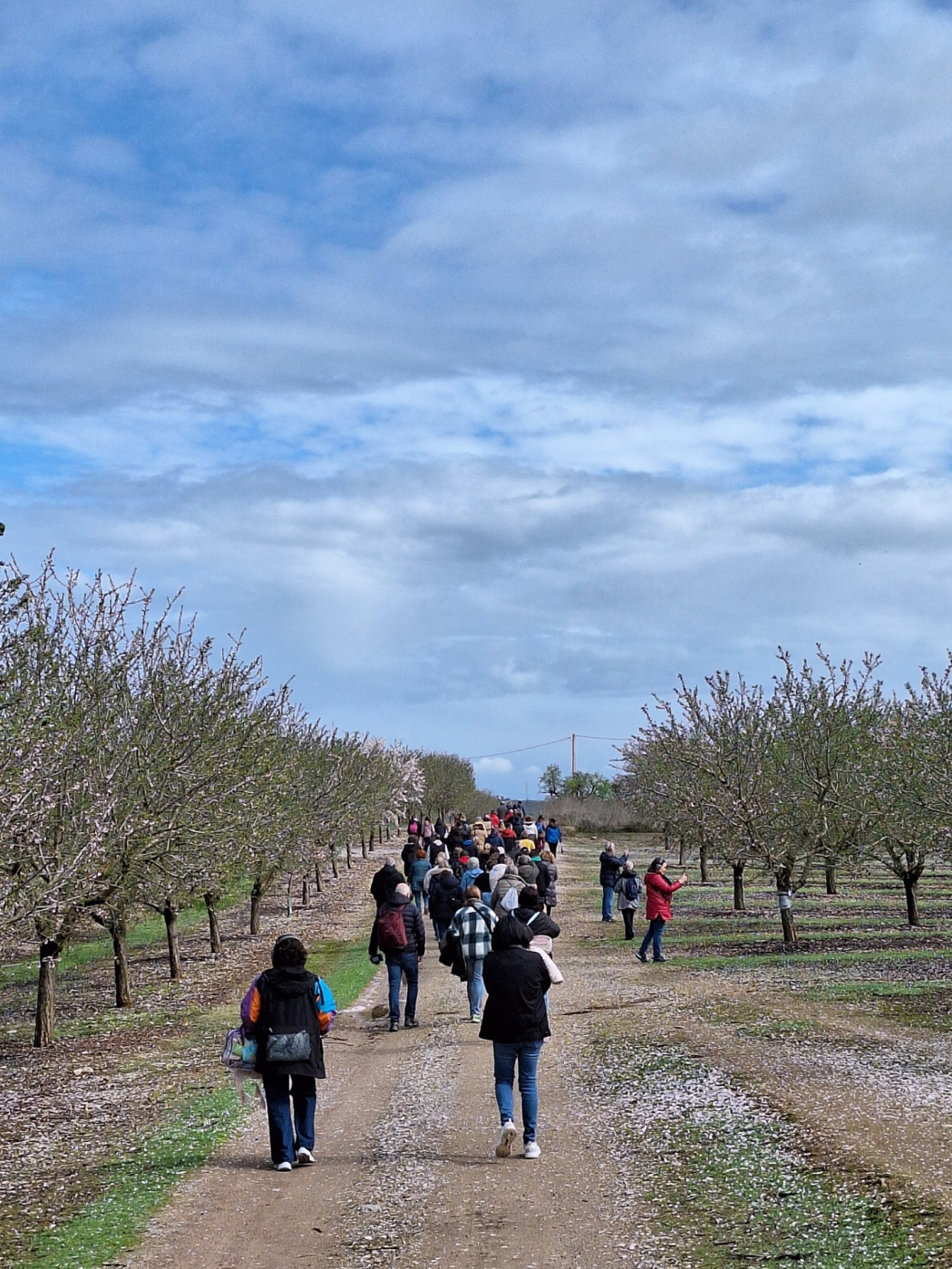 Bona acollida de L'Urgell, un passeig entre ametllers a Vilagrassa, el 8 de març