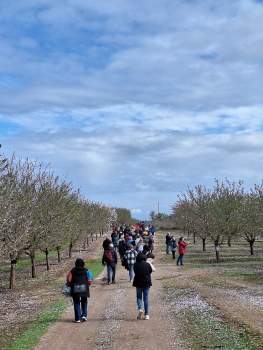 Bona acollida de L'Urgell, un passeig entre ametllers a Vilagrassa, el 8 de març