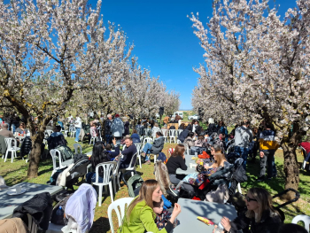 Èxit de públic a la floració dels ametllers de l'Urgell