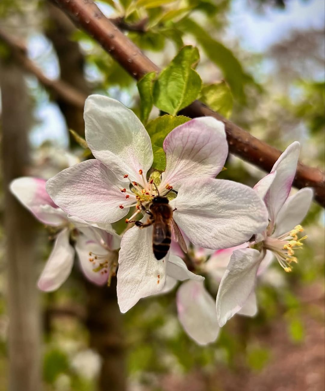 Concurs de fotos de la floració dels fruiters i altres flors a l'Urgell