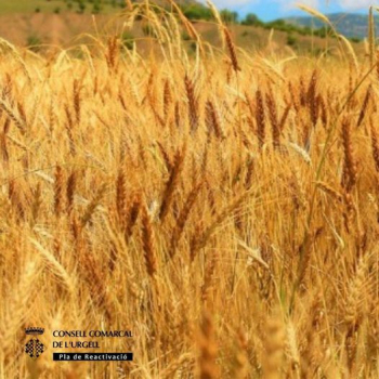 Es convoquen ajuts directes a l’agricultura, la ramaderia i altres règims d’ajut per la campanya 2021