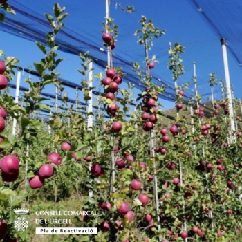 S’amplia el termini per a sol·licitar els ajuts als productors amb problemes de comercialització derivats de la crisi de la covid 19.
