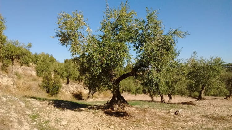 Cooperativa del Camp – Visita al molí d’oli.