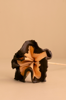 ROSA DE XOCOLATA