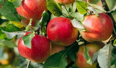 manzana