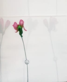 Cortina baño flores