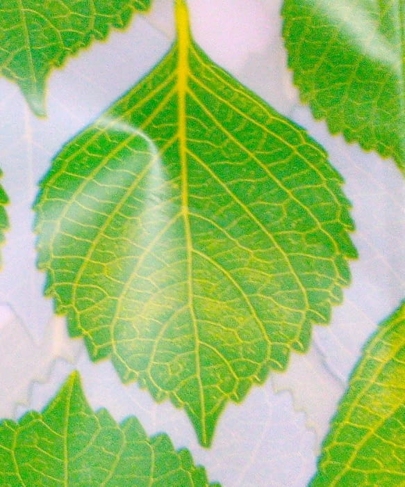 Cortina baño hojas - 2