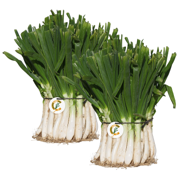 Manojo de 100 calçots