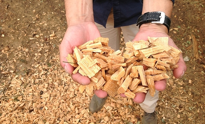 Cervisimag realiza una prueba en Collserola para la producción de biomasa