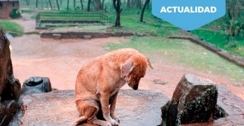 Datos desoladores. El abandono de perros se incrementa un 25% durante la desescalada.