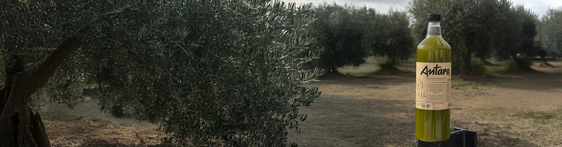 Olive Oil