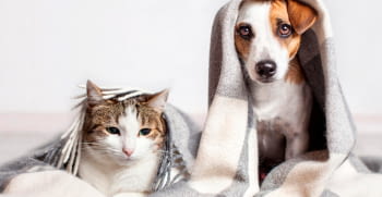 ¿Cómo afectan las bajas temperaturas a perros y gatos?