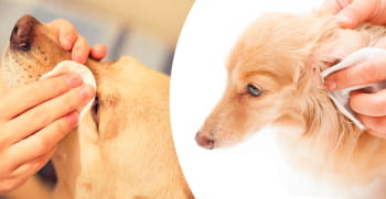 Cuidados de ojos y oídos en perros