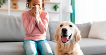 Mejores razas de perros para gente que sufre de alergia