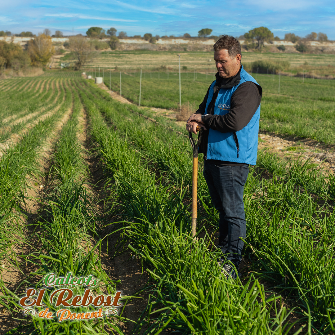 LA TRADICIÓ DELS CALÇOTS I EL COMPROMÍS AMB EL PRODUCTE DE PROXIMITAT