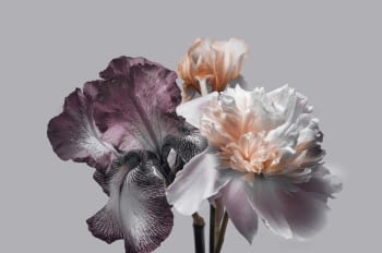Fotografía Flores Fondo Gris (120x80)